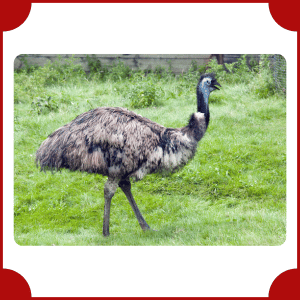 Emu | Big Animals with Names