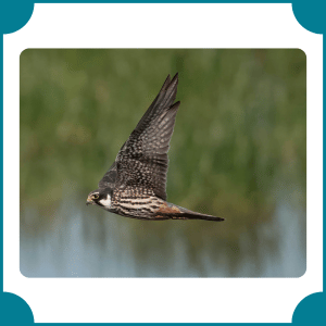 Eurasian Hobby | Fastest Animals with Names