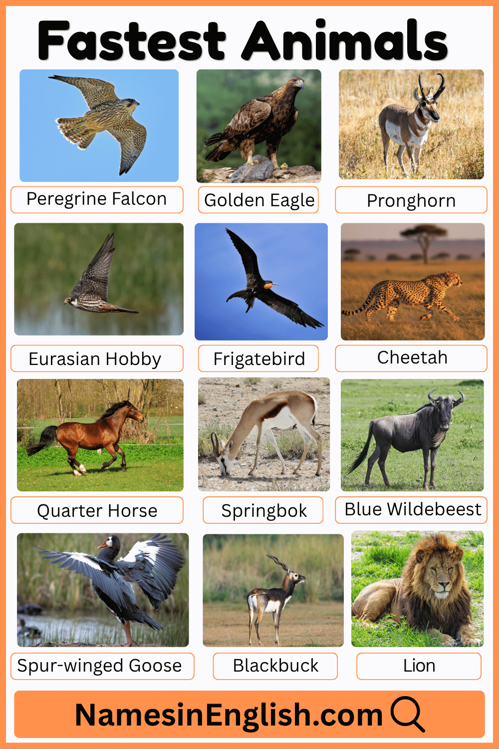 Fastest Animals Names in English with Pictures