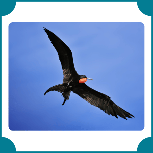 Frigatebird | Fastest Animals with Names