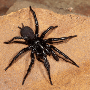 Funnel-Web Spider | Dangerous Animals with Names