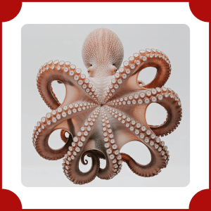 Giant Squid | Big Animals with Names