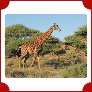 Giraffe | Big Animals with Names