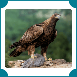 Golden Eagle | Fastest Animals with Names