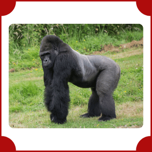 Gorilla | Big Animals with Names