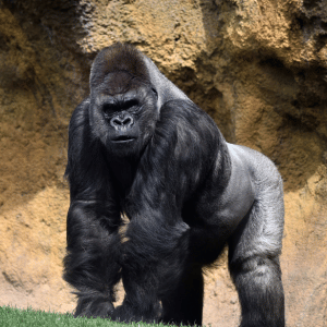 Gorilla | Dangerous Animals with Names