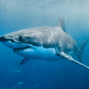 Great White Shark | Dangerous Animals with Names