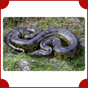 Green Anaconda | Big Animals with Names