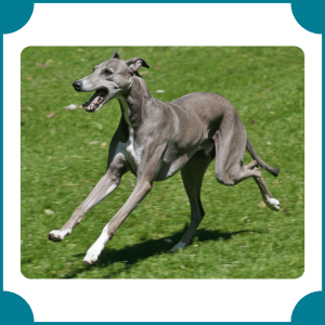 Greyhound | Fastest Animals with Names