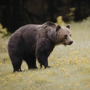 Grizzly Bear | Dangerous Animals with Names
