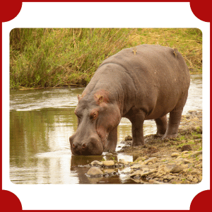 Hippopotamus | Big Animals with Names