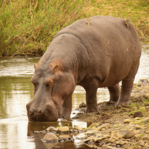 Hippopotamus | Dangerous Animals with Names