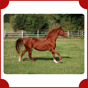 Horse | Big Animals with Names