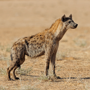 Hyena | Dangerous Animals with Names