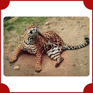 Jaguar | Big Animals with Names