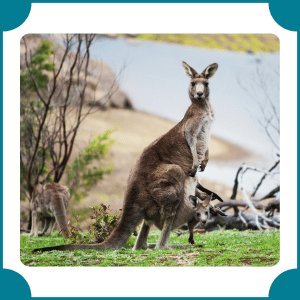 Kangaroo | Fastest Animals with Names