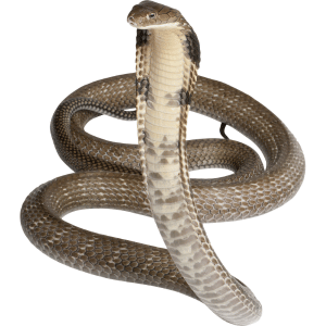 King Cobra | Dangerous Animals with Names