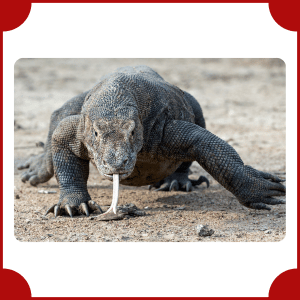 Komodo Dragon | Big Animals with Names