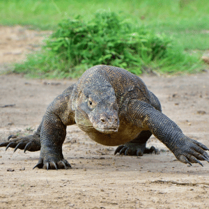 Komodo Dragon | Dangerous Animals with Names