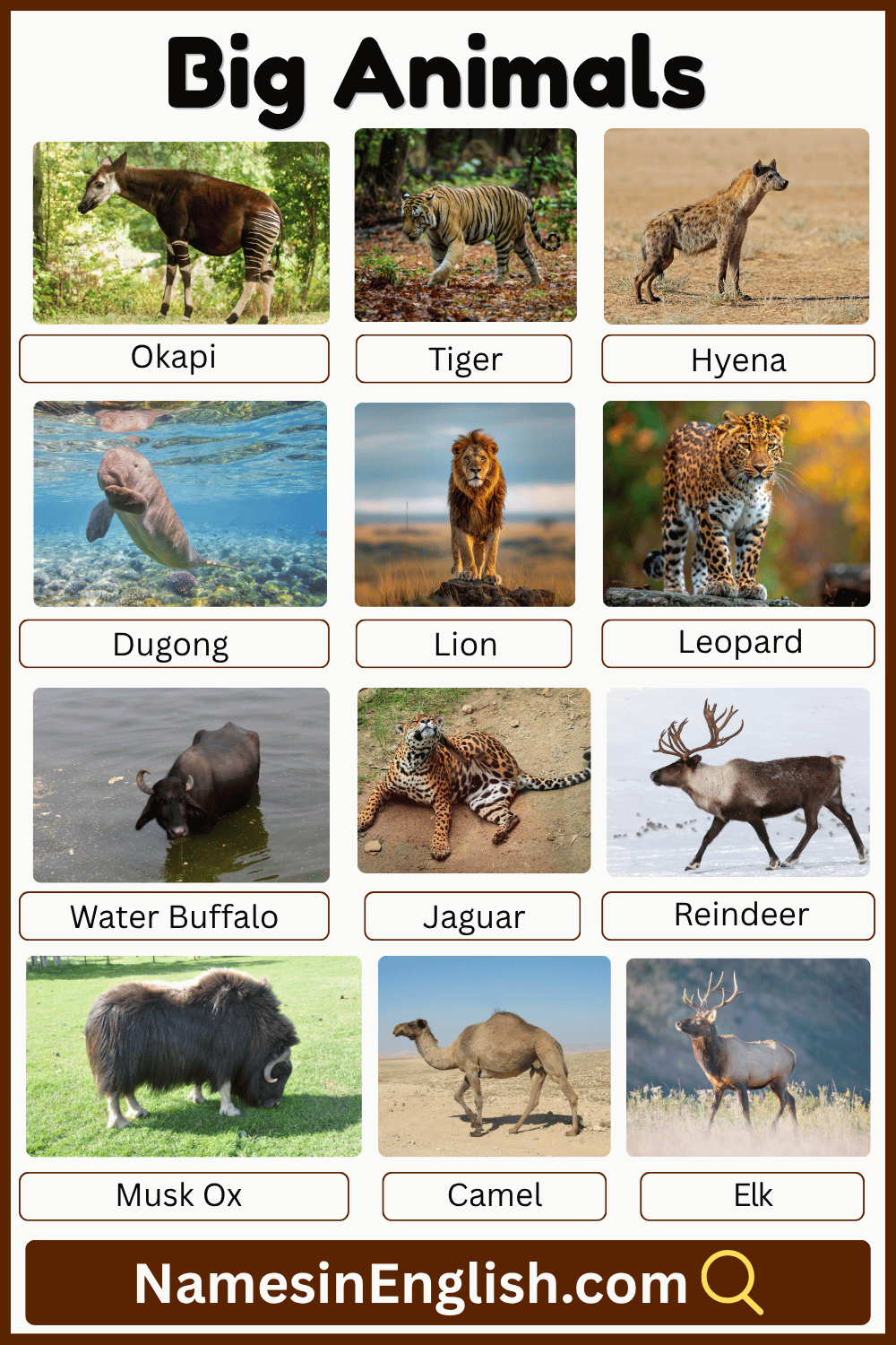 Large Animals with their Names in English with Pictures