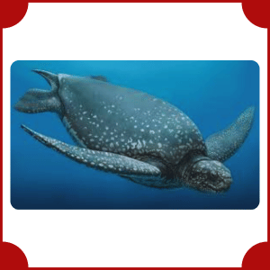 Leatherback Sea Turtle