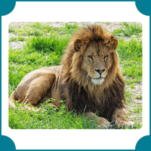 Lion | Fastest Animals with Names