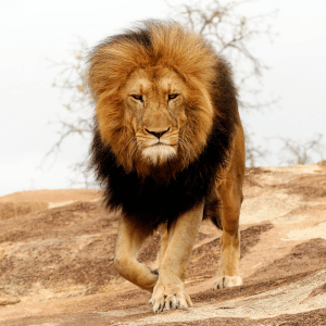 Lion | Dangerous Animals with Names