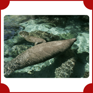 Manatee