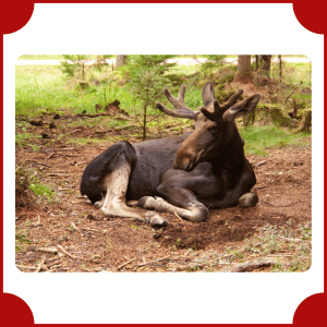 Moose | Big Animals with Names