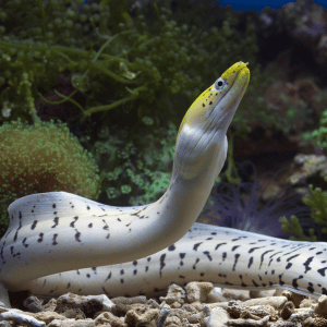Moray Eel | Dangerous Animals with Names