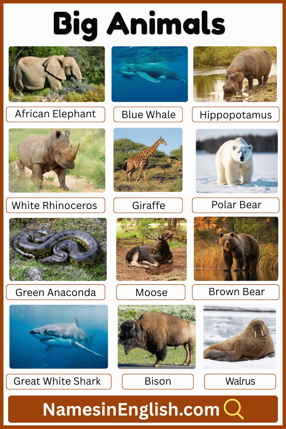 Names of Big Animals in English with Pictures