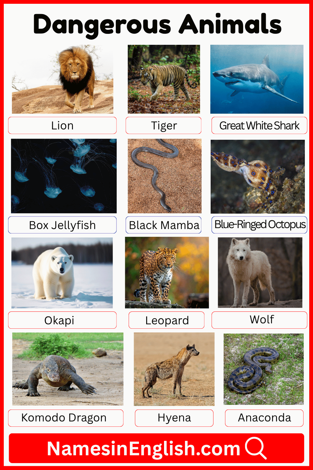 Names of Dangerous Animals with Pictures