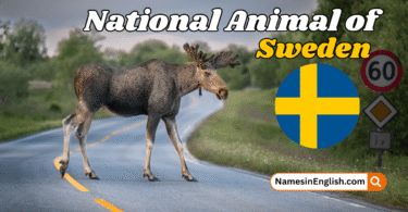National Animal of Sweden with Name and Picture