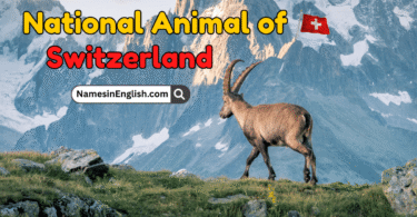 National Animal of Switzerland with Name and Picture