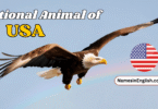 National Animal of USA with Name and Picture