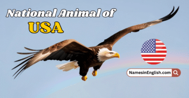 National Animal of USA with Name and Picture