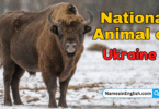 National Animal of Ukraine with Name and Picture