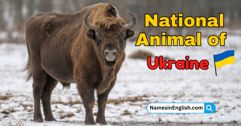 National Animal of Ukraine with Name and Picture