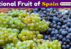 National fruit of Spain with Name and Picture