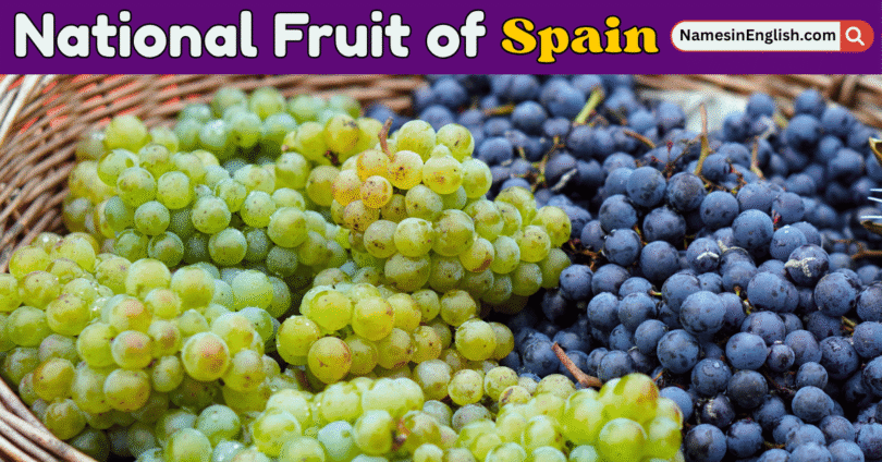 National fruit of Spain with Name and Picture