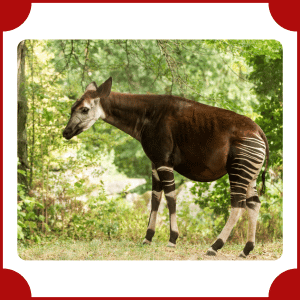 Okapi