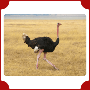 Ostrich | Big Animals with Names