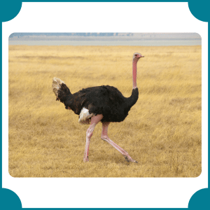 Ostrich | Fastest Animals with Names