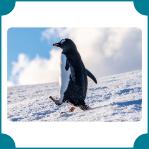 Penguin (Gentoo)
