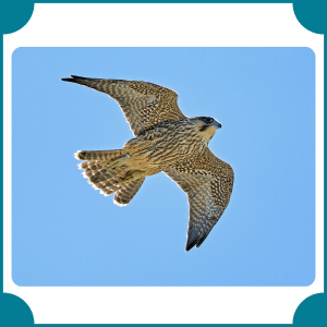 Peregrine Falcon | Fastest Animals with Names