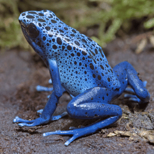 Poison Dart Frog | Dangerous Animals with Names