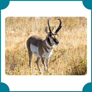 Pronghorn | Fastest Animals with Names