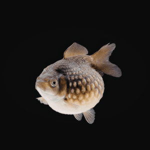 Pufferfish | Dangerous Animals with Names