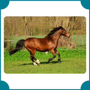 Quarter Horse | Fastest Animals with Names
