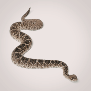Rattlesnake | Dangerous Animals with Names